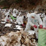 Manual clean-up operations after the Hebei Spirit oil spill in 2007.